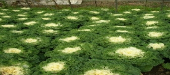 羽衣甘藍(lán)